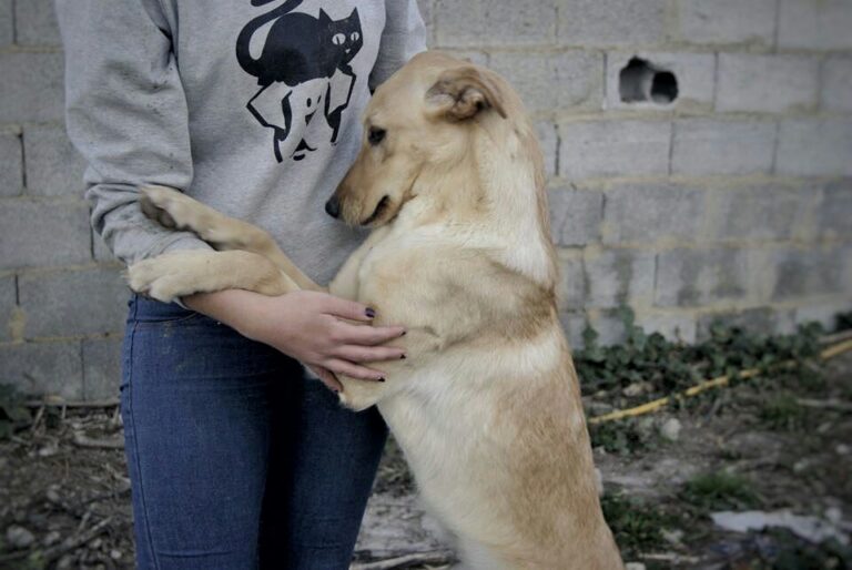 Abyda pide más ayuda al Ayuntamiento de Jaén para proteger y cuidar a los perros jiennenses