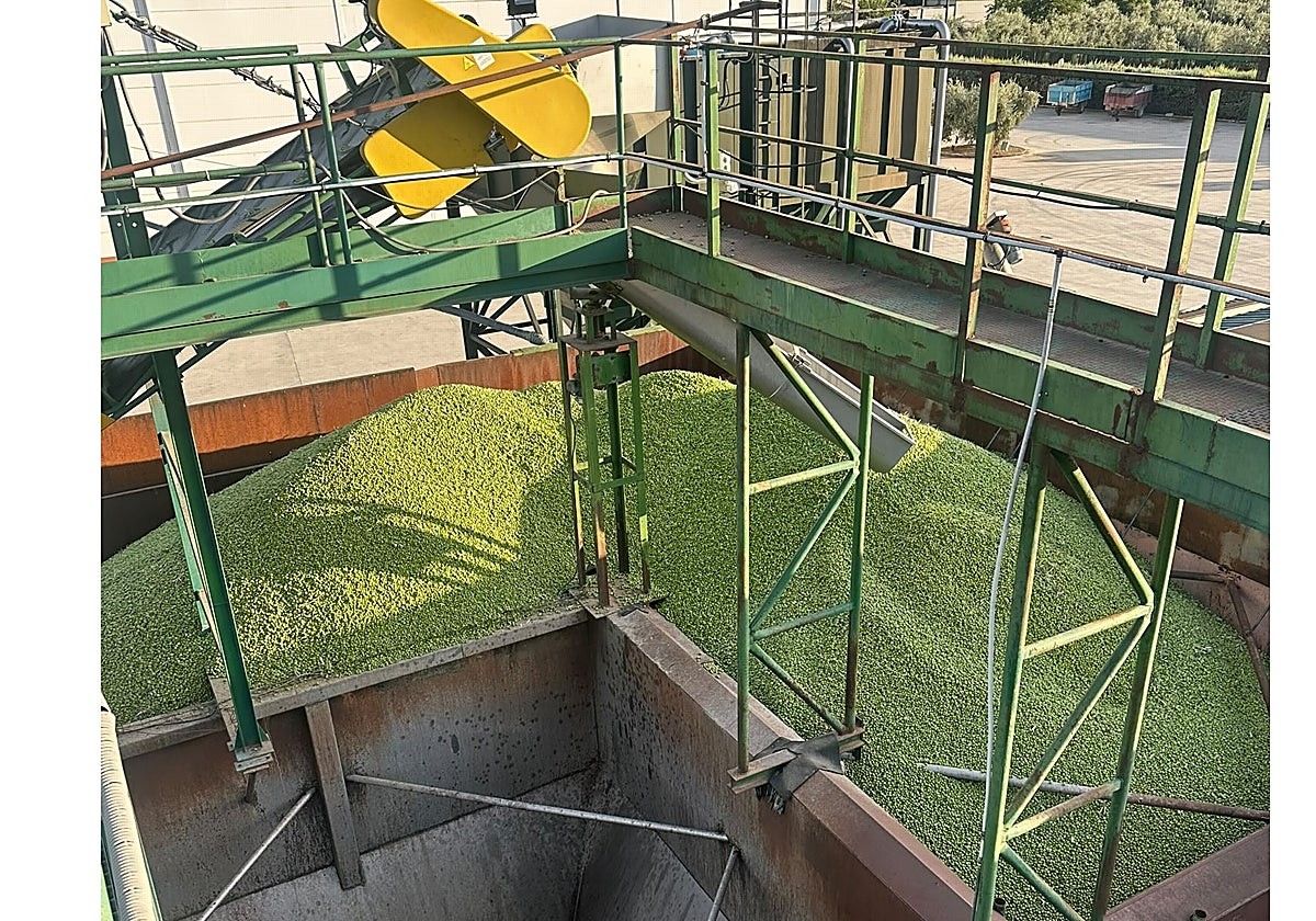 Almazara de Jaén durante la elaboración de aceite temprano