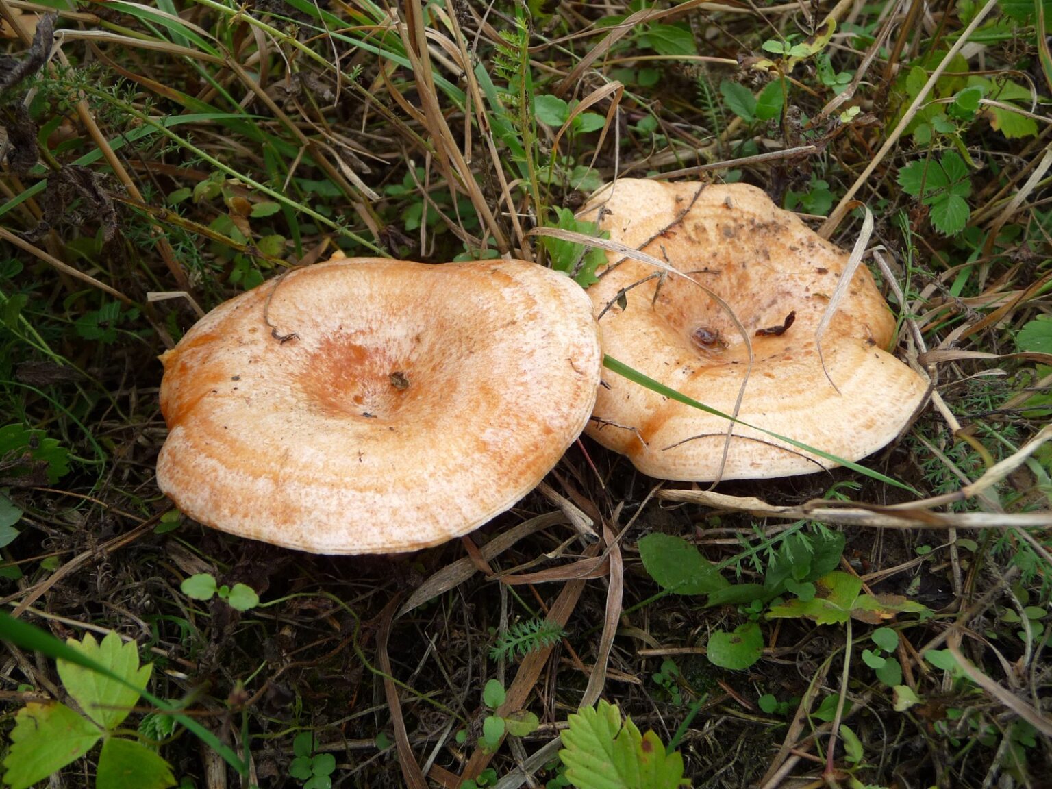 Níscalos, las setas de otoño que dan sabor al ajo de harina de Orcera