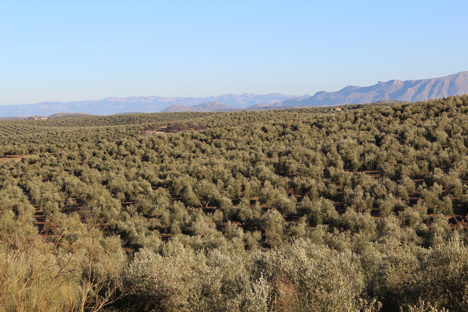 Olivar de la provincia de Jaén con la Sierra de Cazorla al fondo