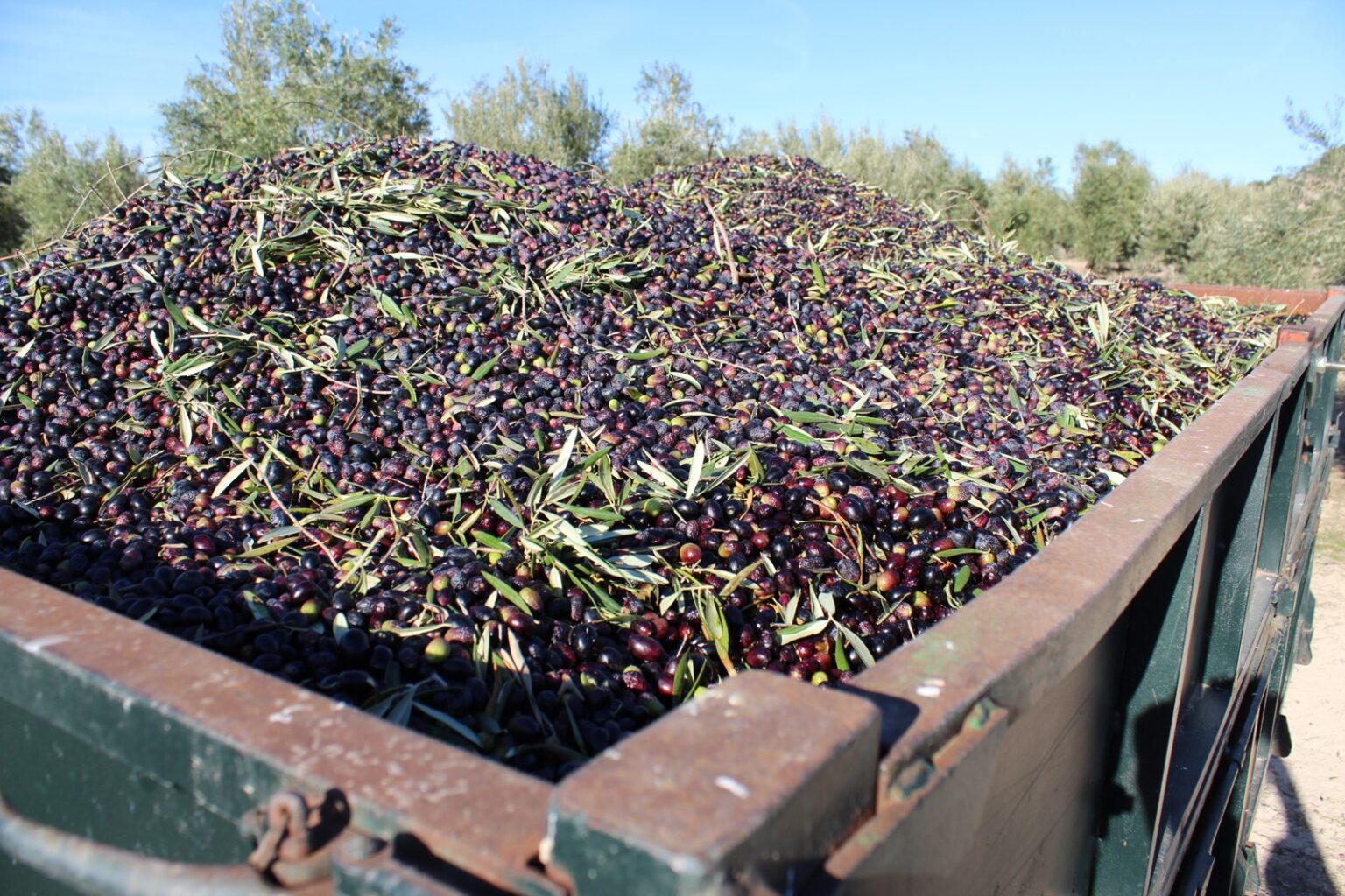Remolque cargado de aceitunas recién recogidas en un olivar de Jaén