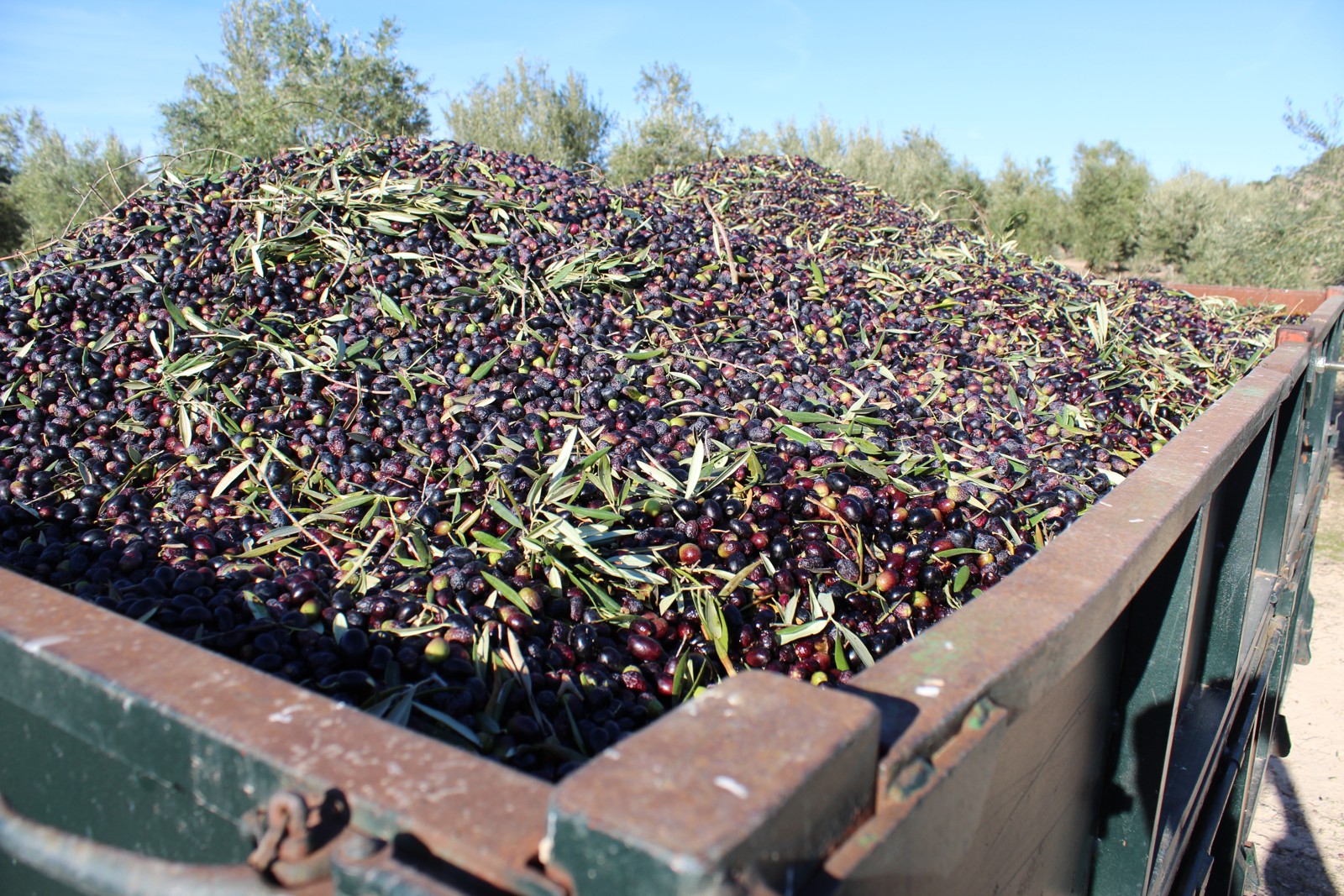 Remolque cargado de aceitunas recién recogidas en un olivar de Jaén