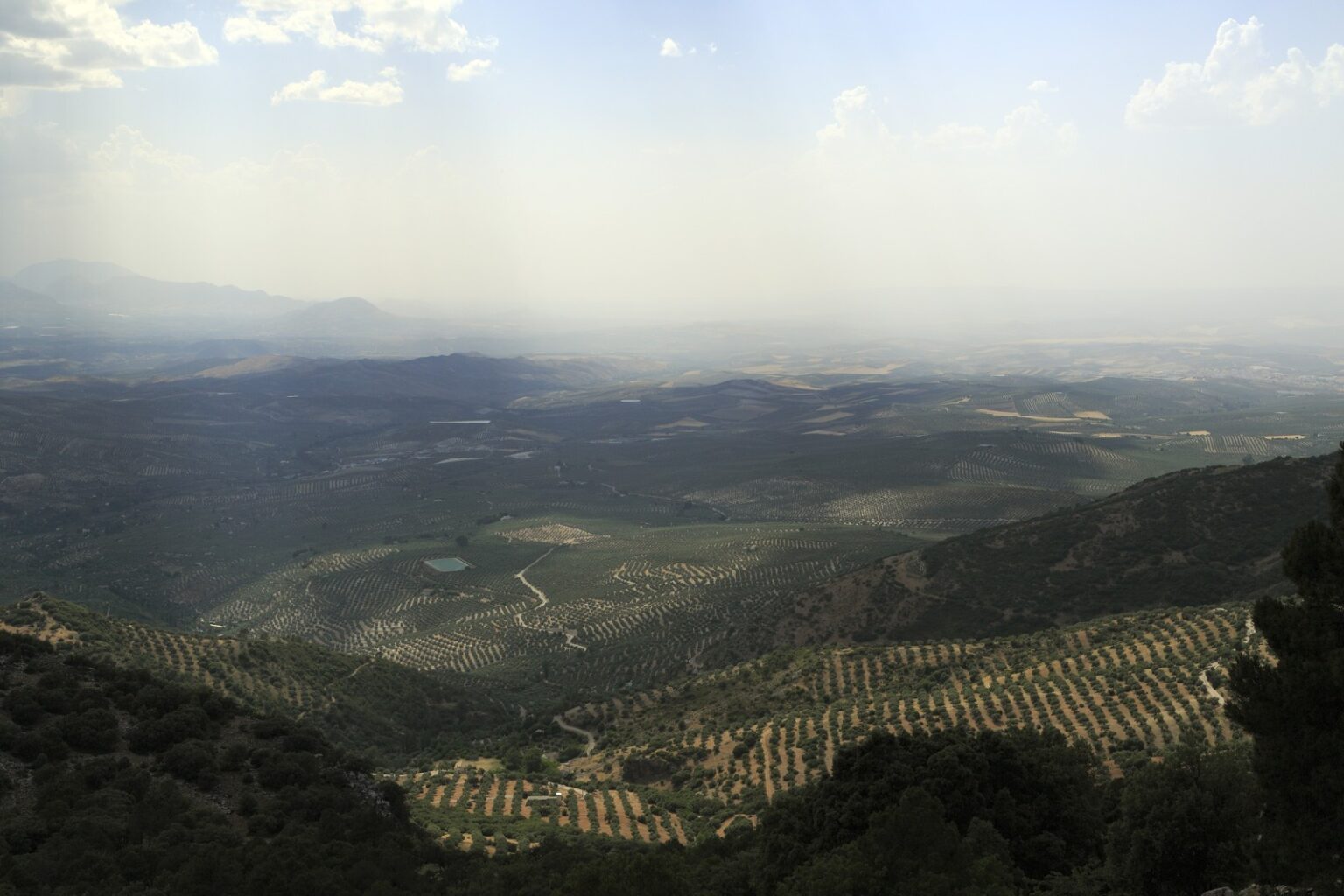 Olivares entre sierras vistos desde el camino de La Iruela al nacimiento del Guadalquivir, en la Sierra de Cazorla