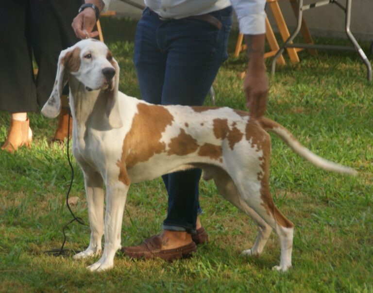 Sabueso español presentado por su guía en una exposición canina, imagen de recurso