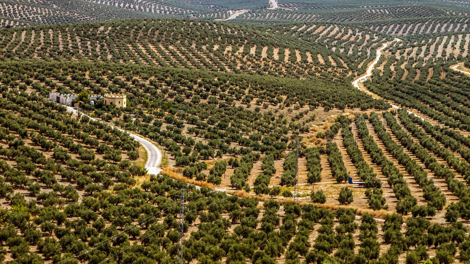 Olivares en los alrededores de Porcuna, en la Campiña de Jaén