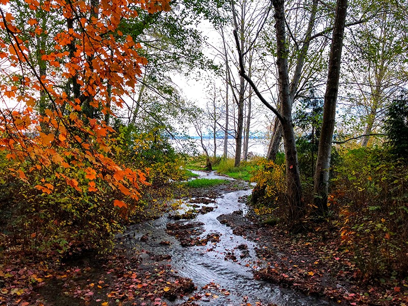 Arroyo entre árboles con hojas naranjas y amarillas en otoño en la Sierra de Cazorla