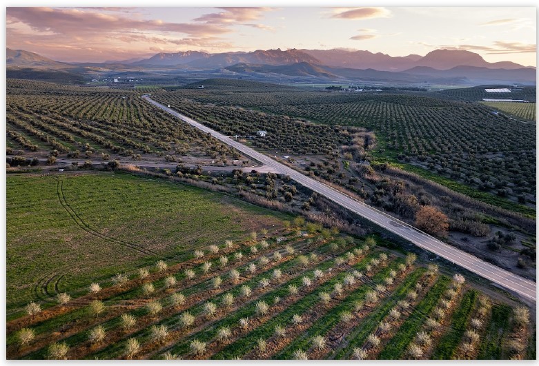 Fotografía aérea ganadora ‘Jaén respira entre líneas’ con olivar y carretera en Úbeda