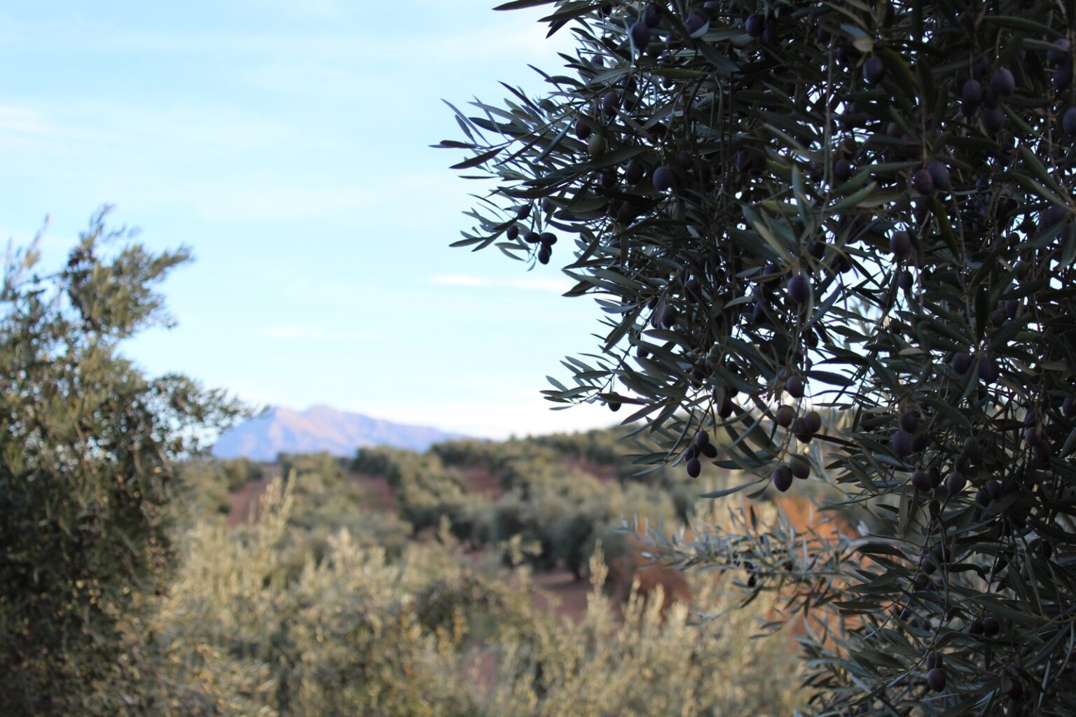 Paisaje de olivar en la provincia de Jaén