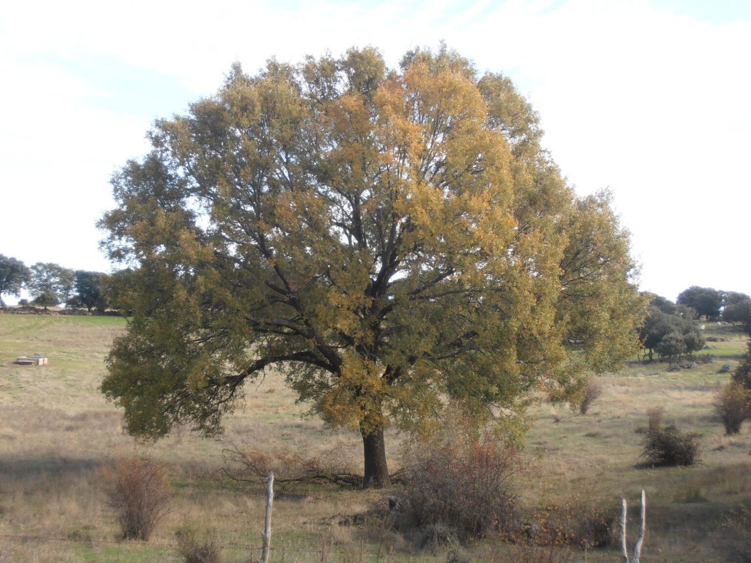 El Quejigo del Amo o del Carbón con hojas de otoño en Valdepeñas de Jaén