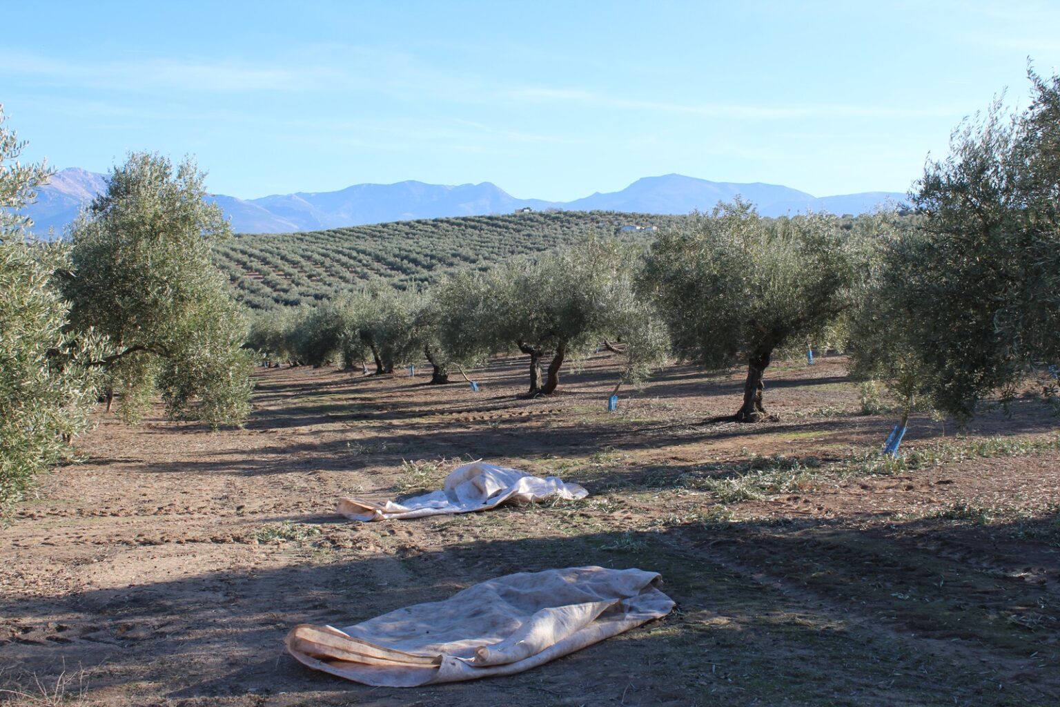 Olivar de Jaén con mantos preparados para la recogida de aceituna, imagen de archivo