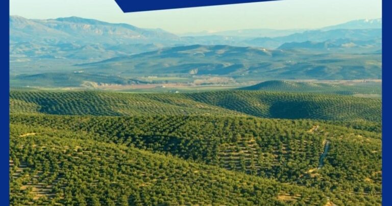 Cartel de las X Rutas del Aceite de Jaén